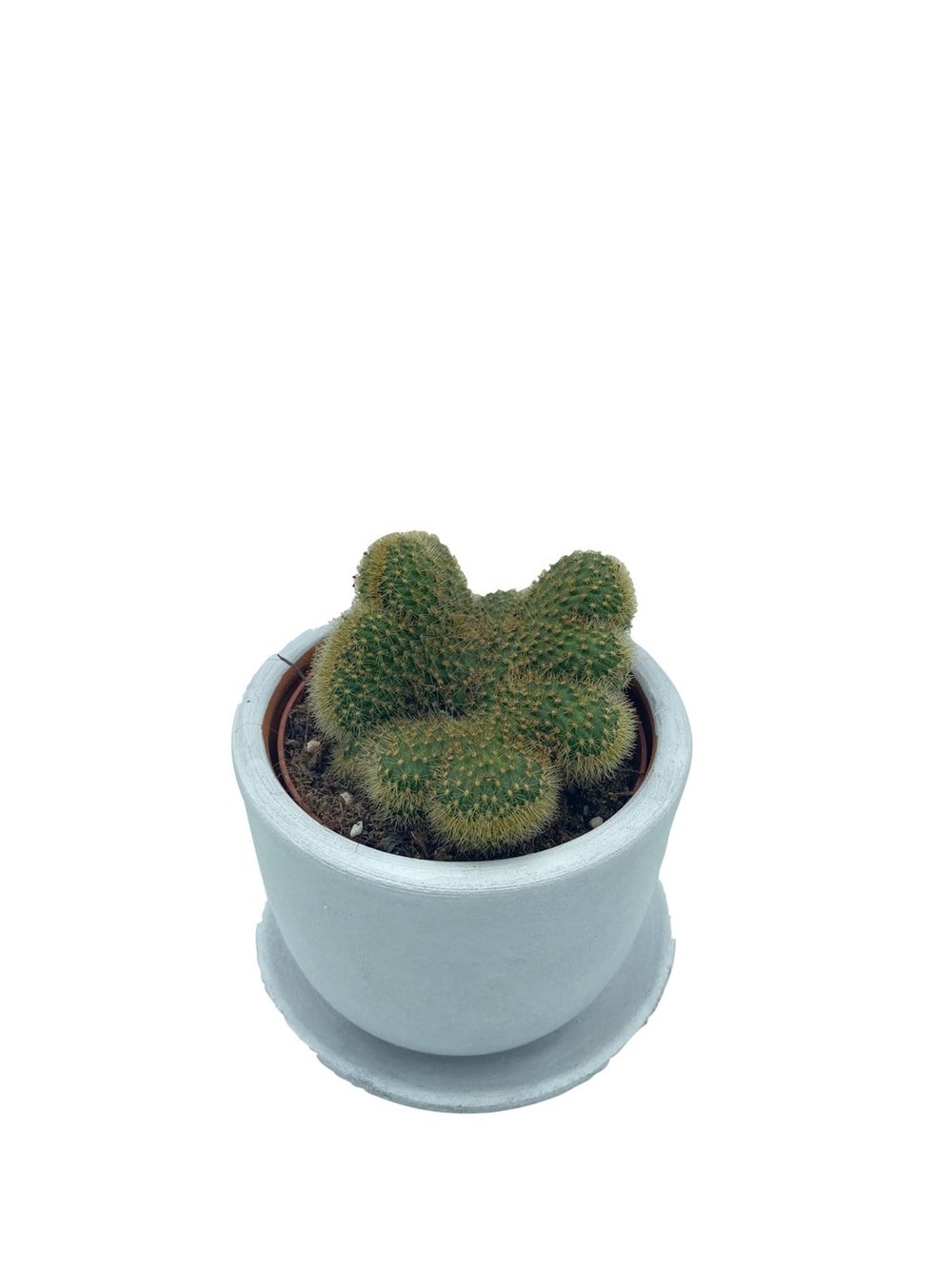 Mammillaria Pilcayensis Cristata Beyin Kaktüs