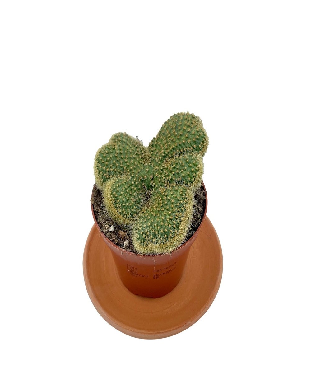 Mammillaria Pilcayensis Cristata Beyin Kaktüs