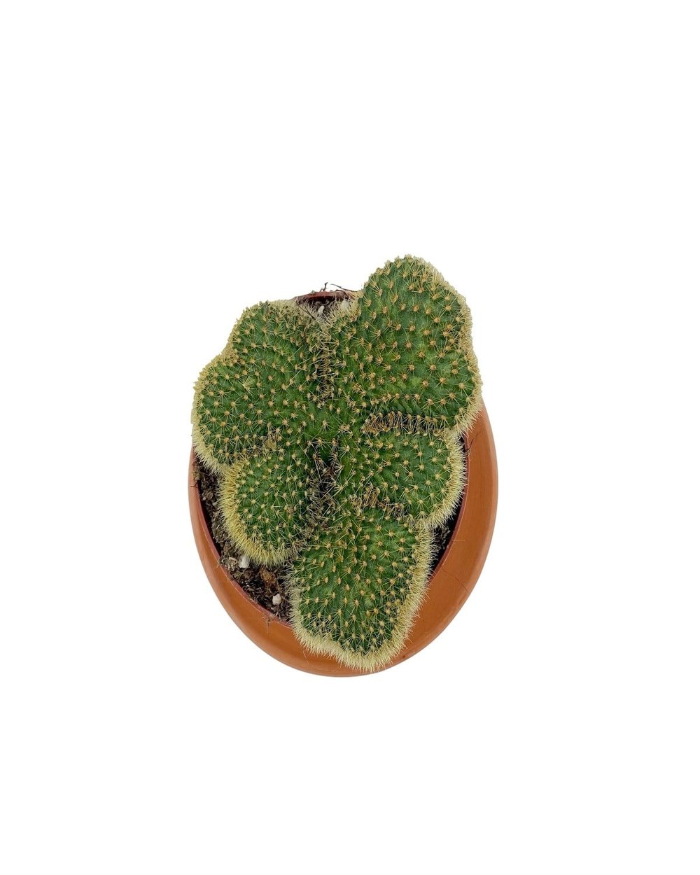 Mammillaria Pilcayensis Cristata Beyin Kaktüs
