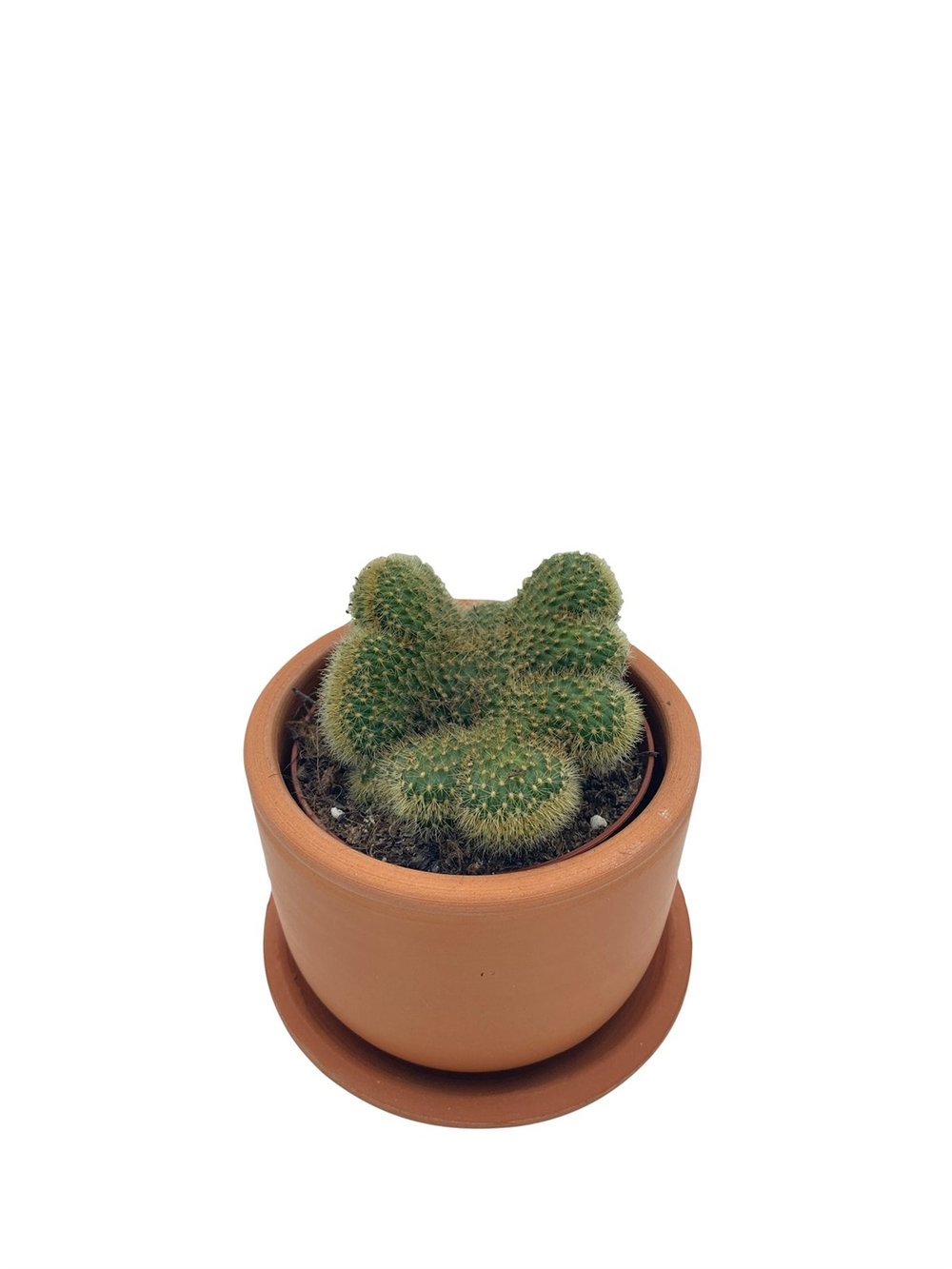 Mammillaria Pilcayensis Cristata Beyin Kaktüs