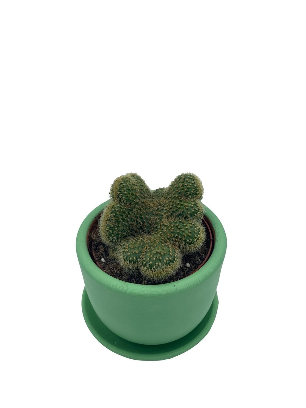 Mammillaria Pilcayensis Cristata Beyin Kaktüs