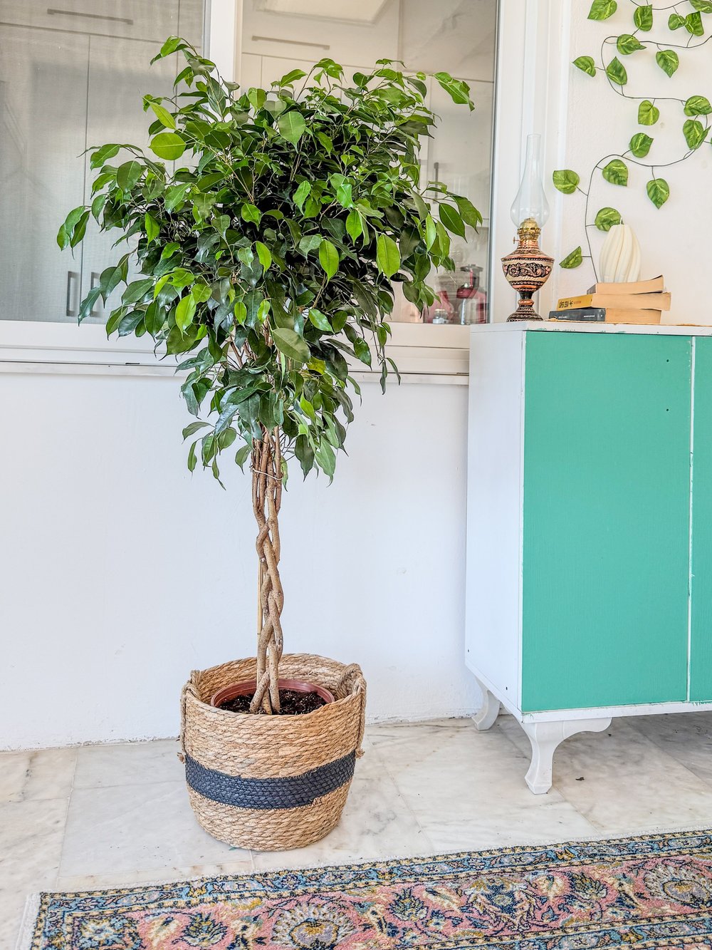 Örgülü Ficus Benjamina Danielle 130-140 cm – Ağlayan İncir Ağacı - Evinizin Yaşayan Zarafeti 🌳