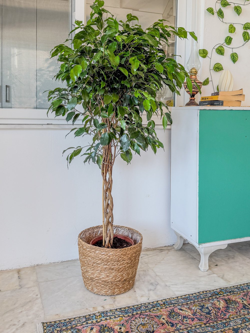 Örgülü Ficus Benjamina Danielle 130-140 cm – Ağlayan İncir Ağacı - Evinizin Yaşayan Zarafeti 🌳