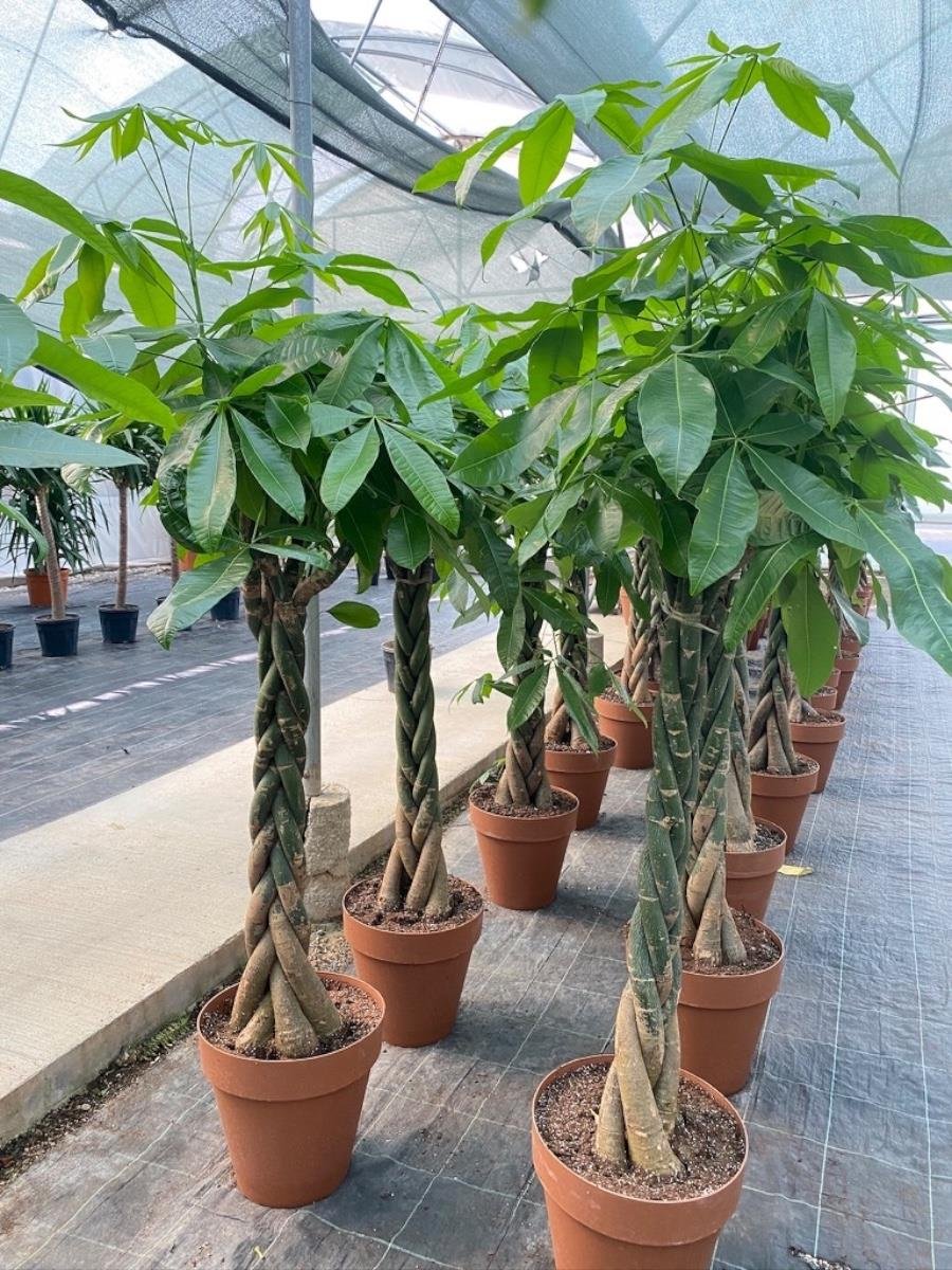 Pachira Aquatica XXL 180-200 cm Bereket Para Ağacı 