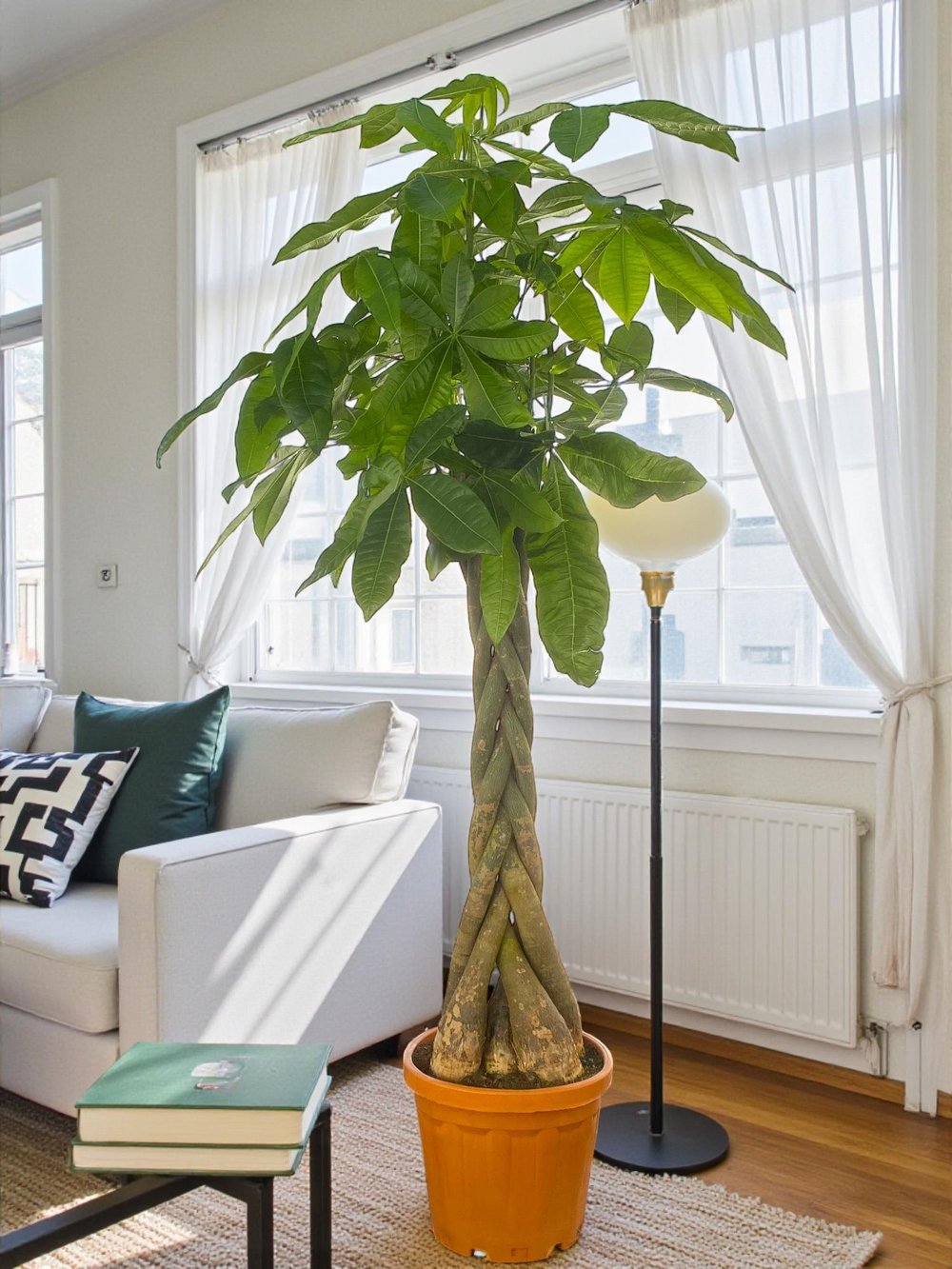 Pachira Aquatica XXL 180-200 cm Bereket Para Ağacı 