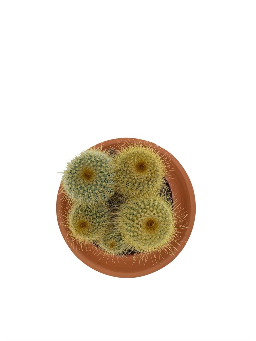 Parodia Leninghausii Kaktüs