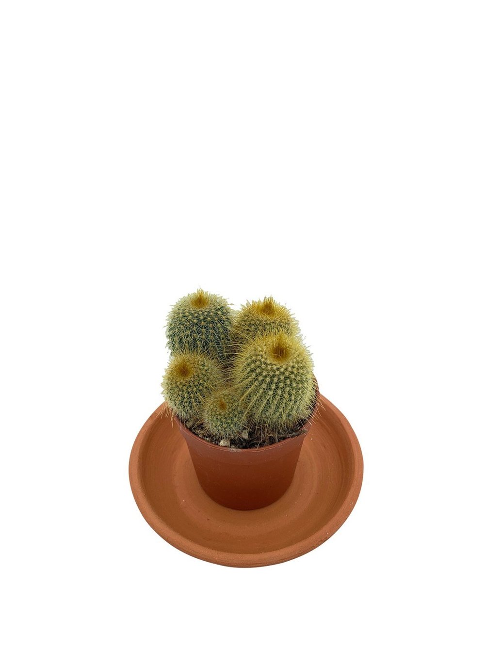 Parodia Leninghausii Kaktüs