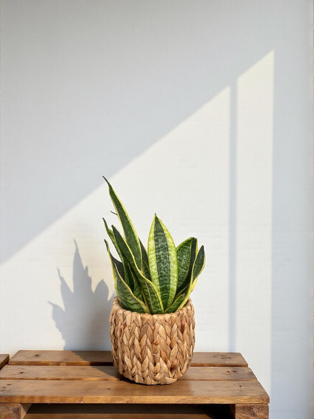 Paşa Kılıcı Sansevieria Trifasciata 40 - 50 Cm