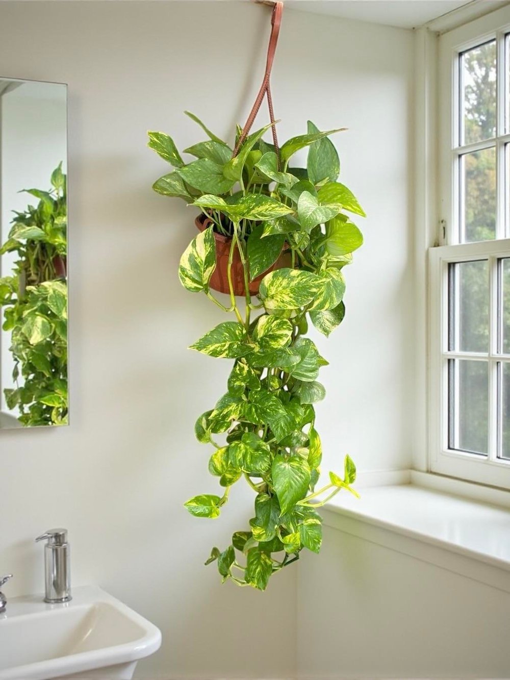 Patos Sarmaşığı Askılı Pothos Epipremnum Aureum 
