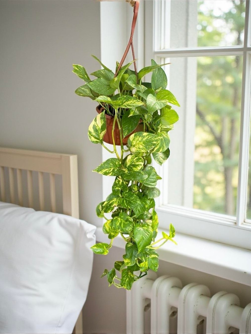 Patos Sarmaşığı Askılı Pothos Epipremnum Aureum 