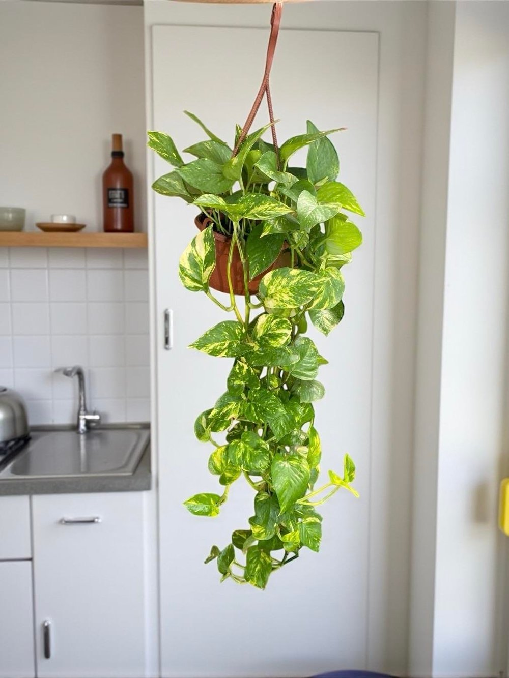 Patos Sarmaşığı Askılı Pothos Epipremnum Aureum 