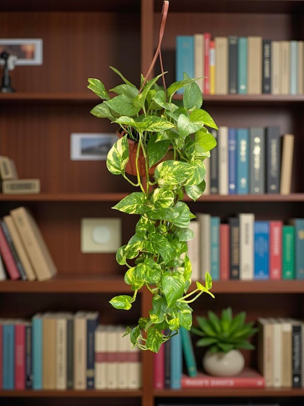 Patos Sarmaşığı Askılı Pothos Epipremnum Aureum 