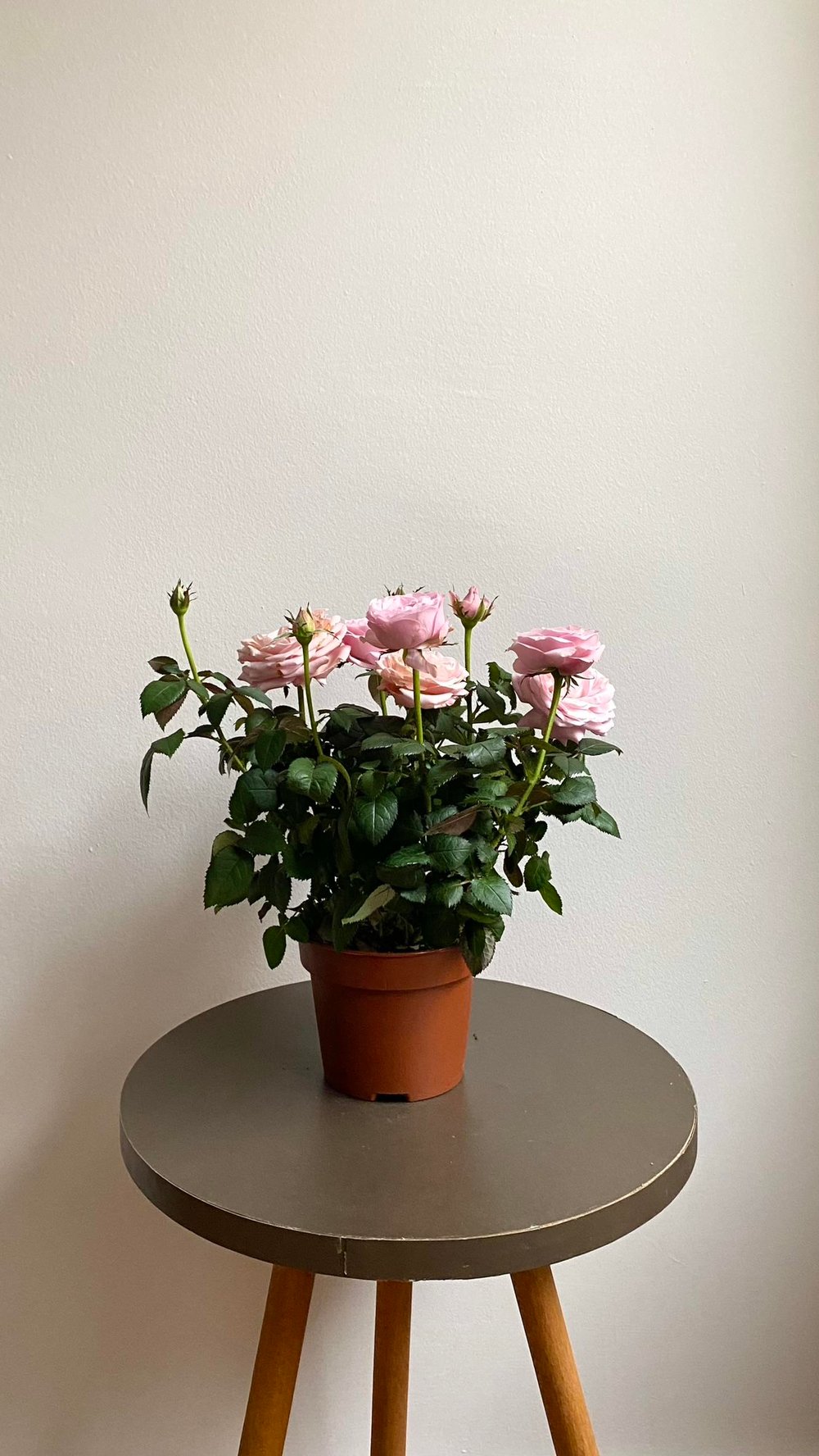 Pembe Gül Bodur Yediveren - Mozart Constanze Rose İthal