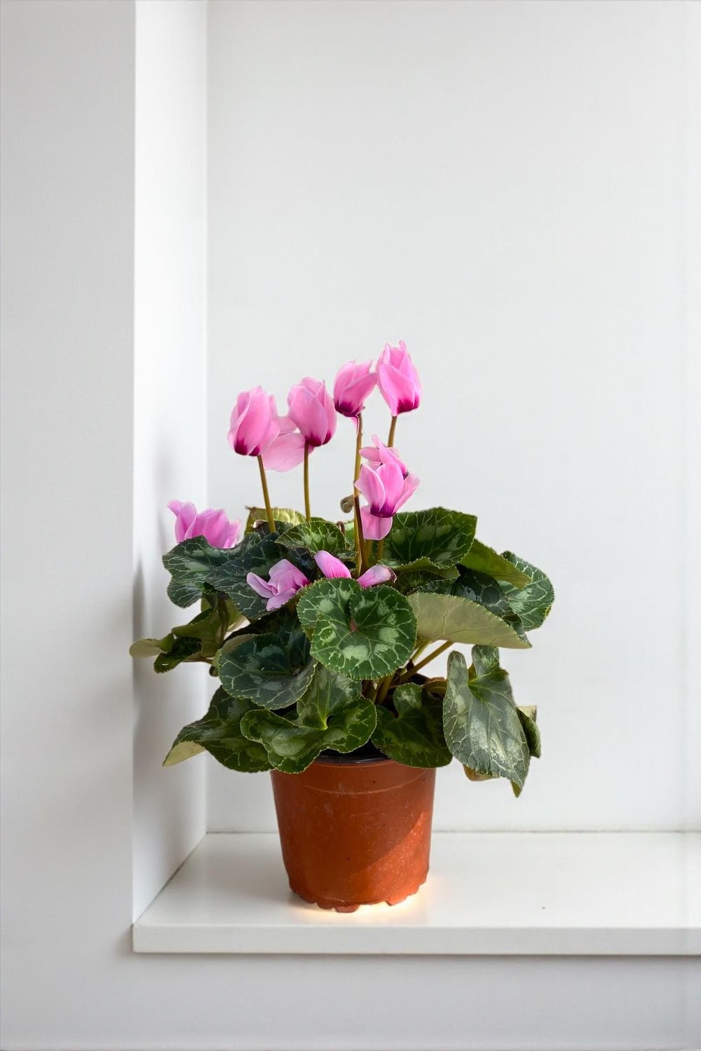 Pembe Siklamen (Cyclamen) Sıklamen Çiçeği 