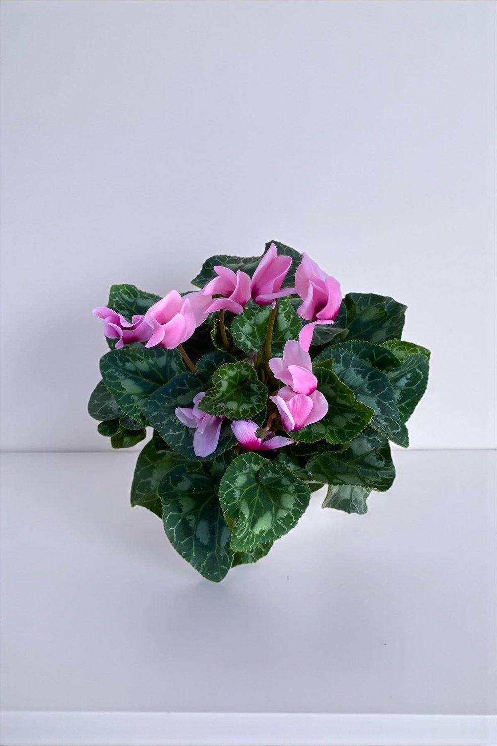 Pembe Siklamen (Cyclamen) Sıklamen Çiçeği 