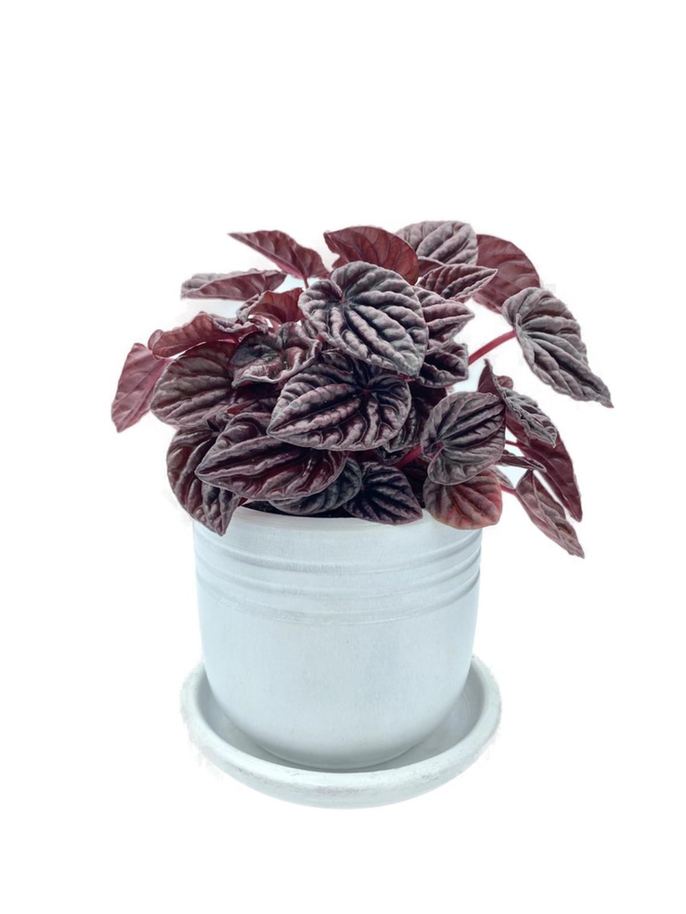 Peperomia Caperata (Zümrüt Dalgası) Schumi Red Çap 12.5 cm