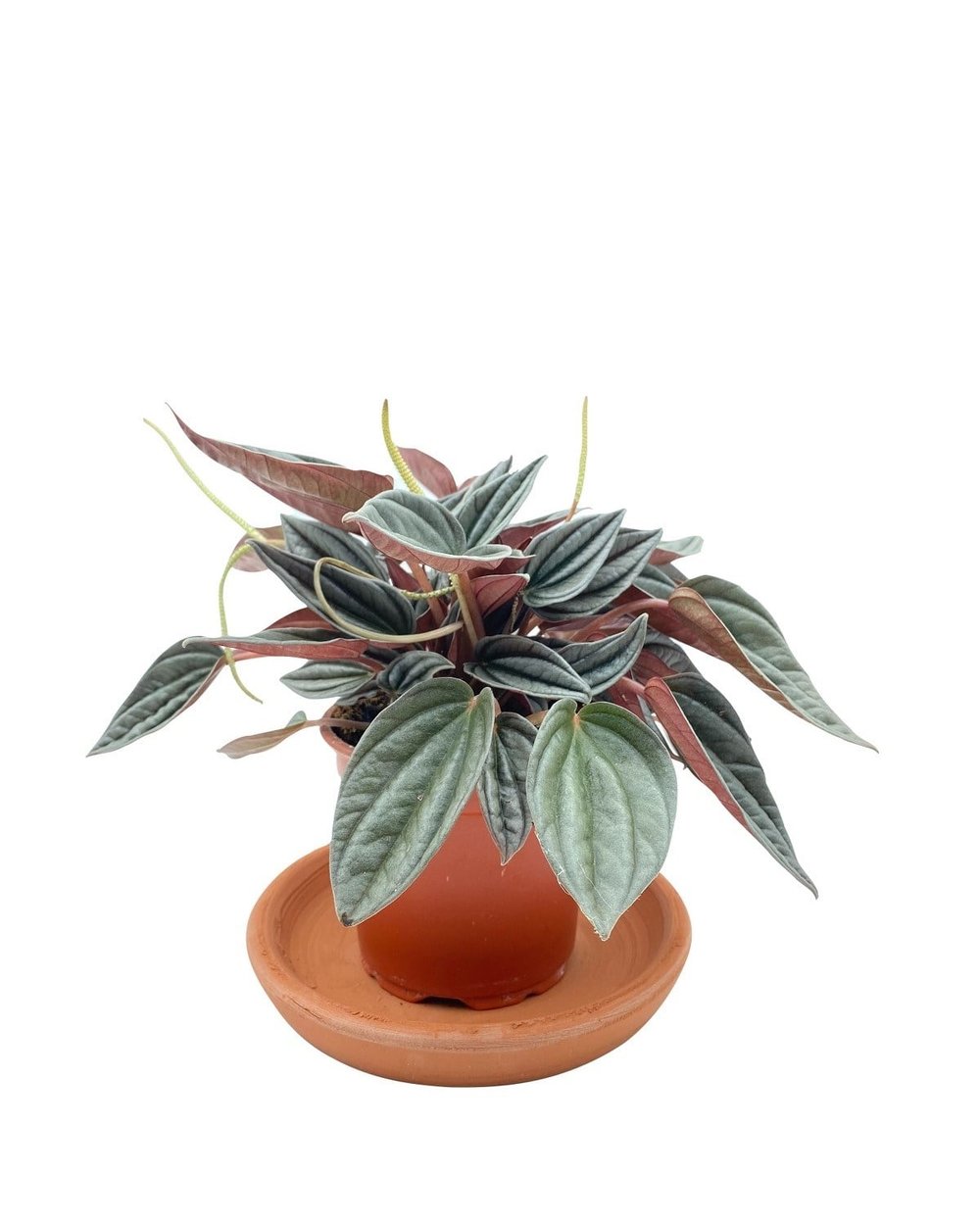 Peperomia Caperata (Zümrüt Dalgası) Çap 12.5