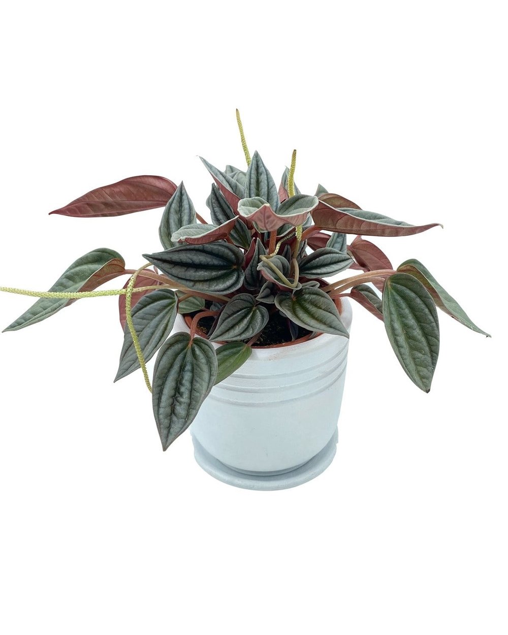 Peperomia Caperata (Zümrüt Dalgası) Çap 12.5