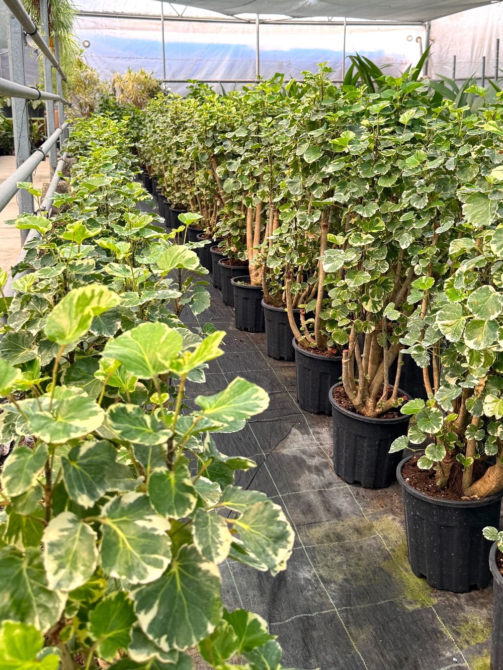 Polyscias Fabian Branch (120-140 cm) – Yaşam Alanınızın Heykelsi Orman Esintisi 🌳