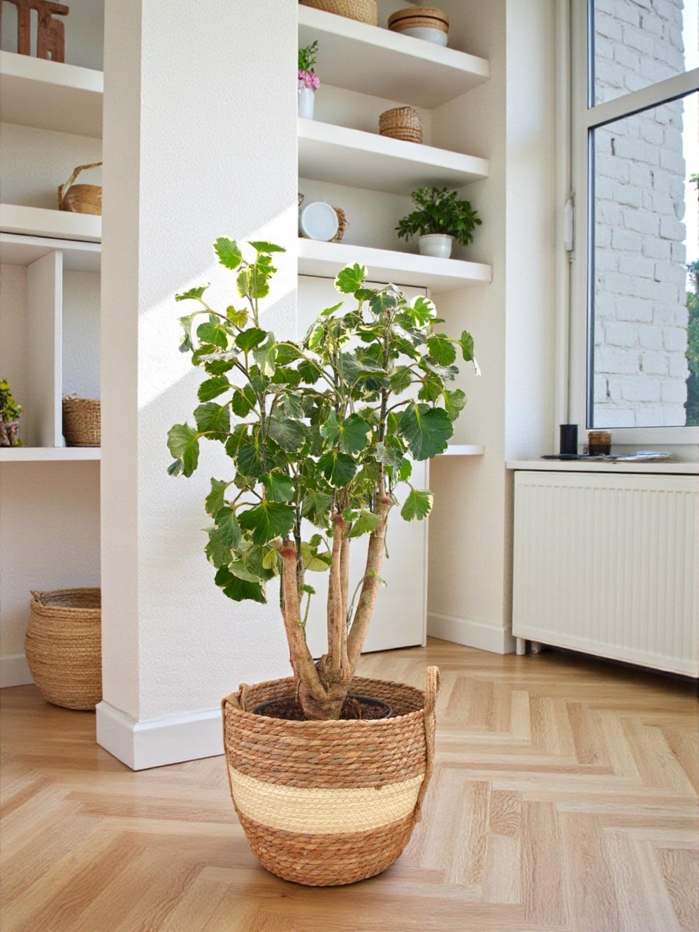 Polyscias Fabian Branch (Alacalı Aralia) – Odunsu Gövdeli Özel Tür