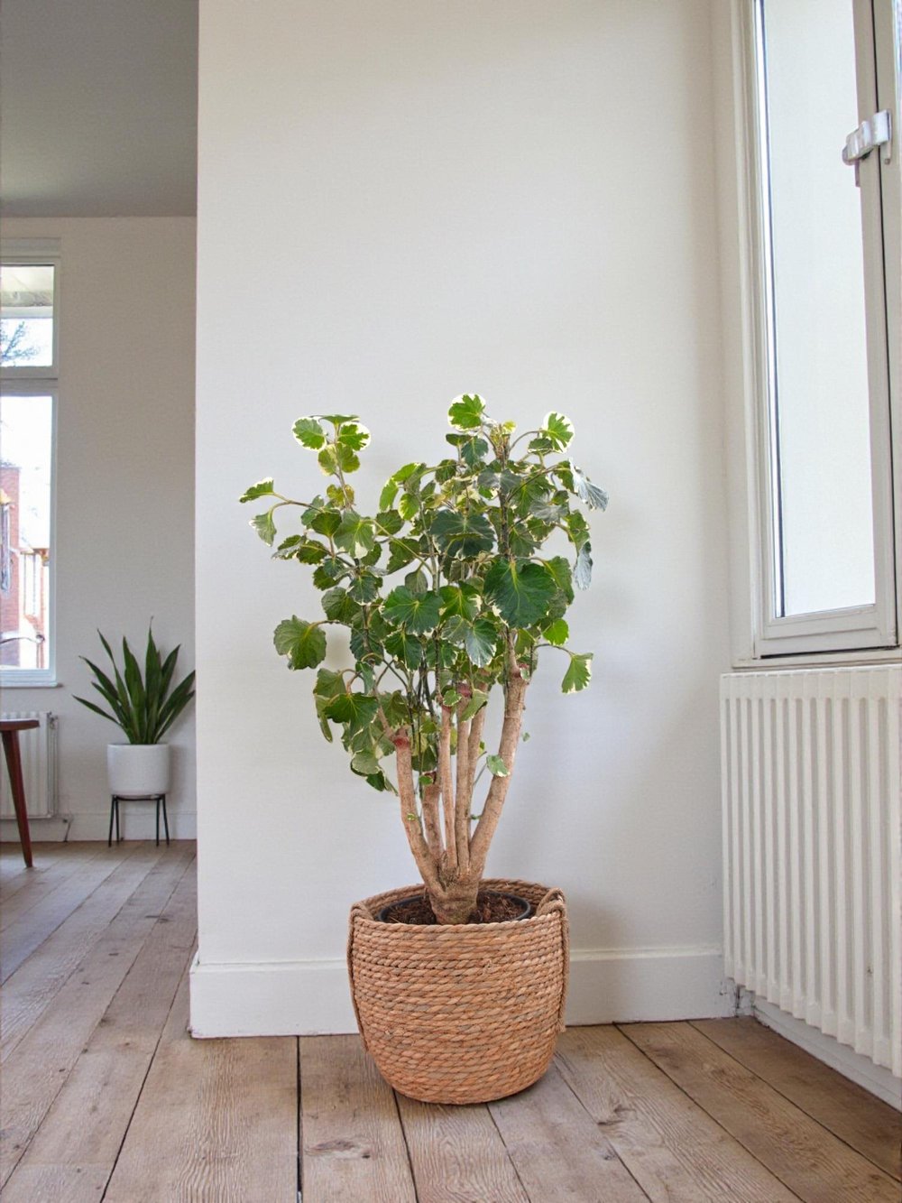 Polyscias Fabian Branch (Alacalı Aralia) – Odunsu Gövdeli Özel Tür