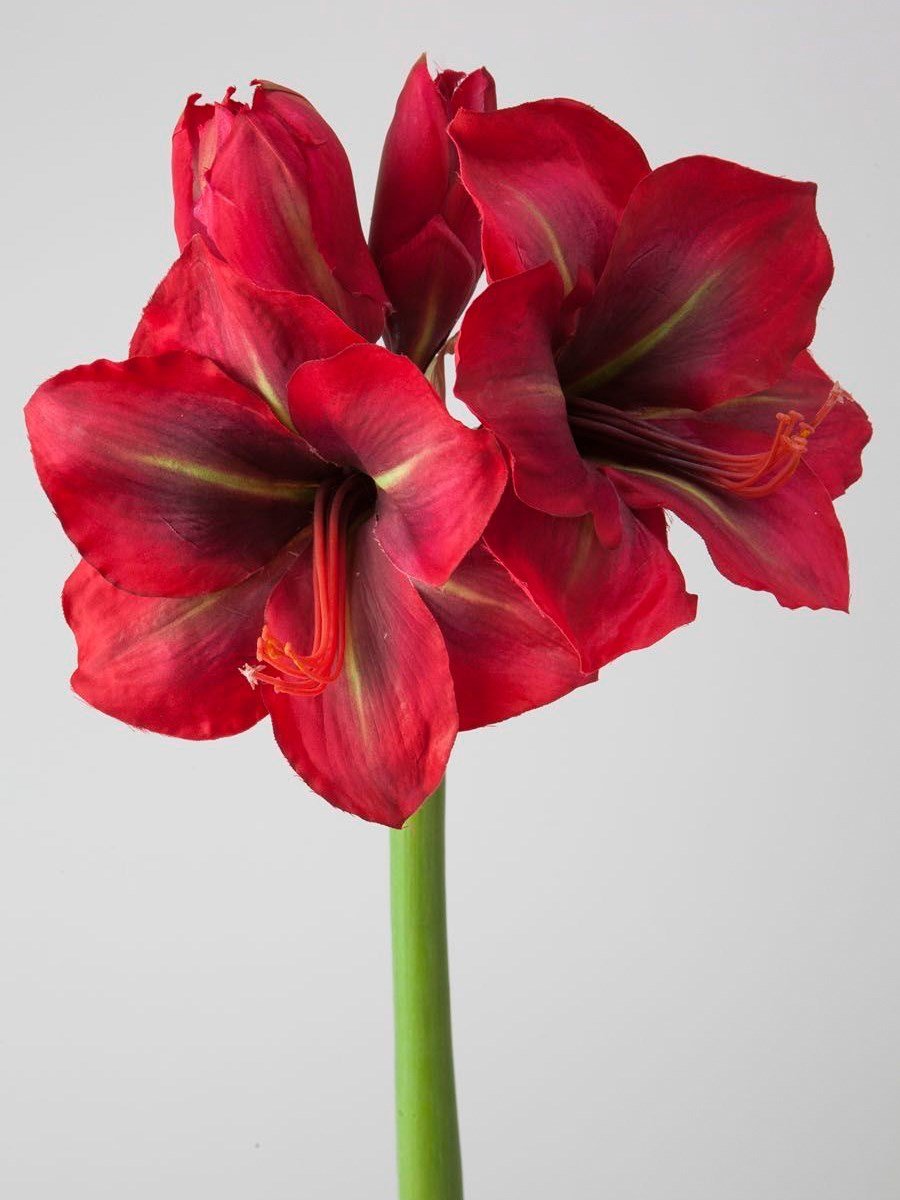 Premium Amaryllis Hippeastrum Çiçeği – Güzel Hatun Çiçeği Amarilis Kırmızı