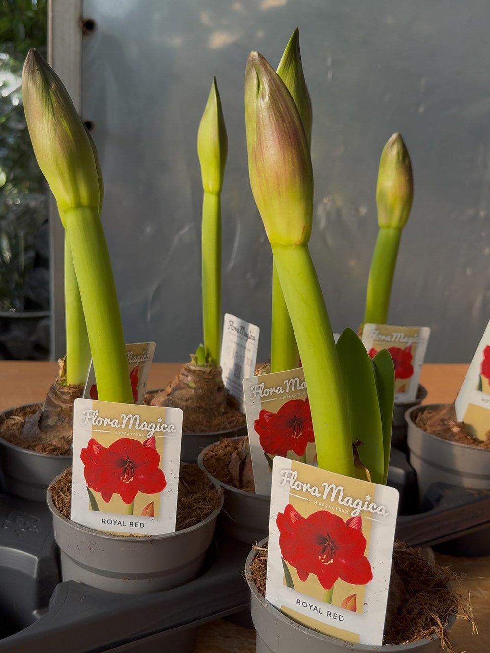 Premium Amaryllis Hippeastrum Çiçeği – Güzel Hatun Çiçeği Amarilis Kırmızı