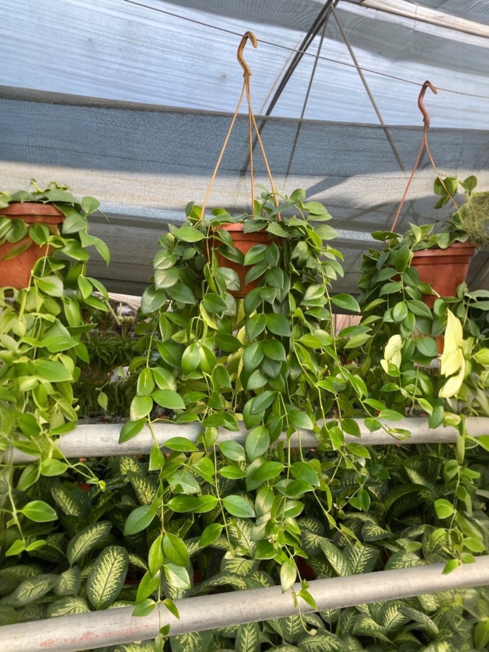 Ruj Çiçeği (Aeschynanthus) Askılı Ruj Bitkisi