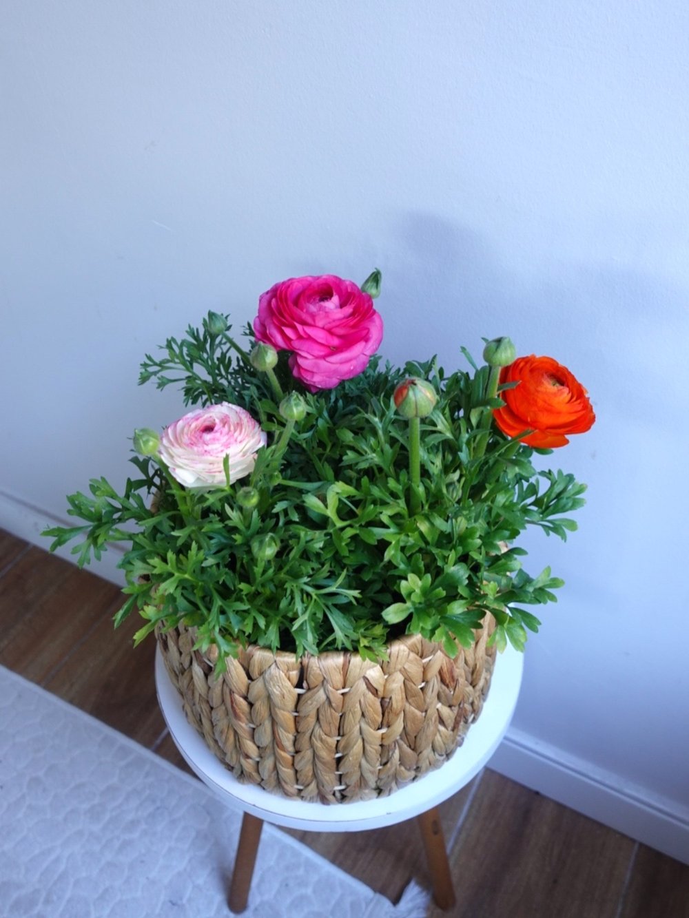Ranunculus Şakayık - Düğün Çiçeği 3 lü Karışık Renk Seti 🌸