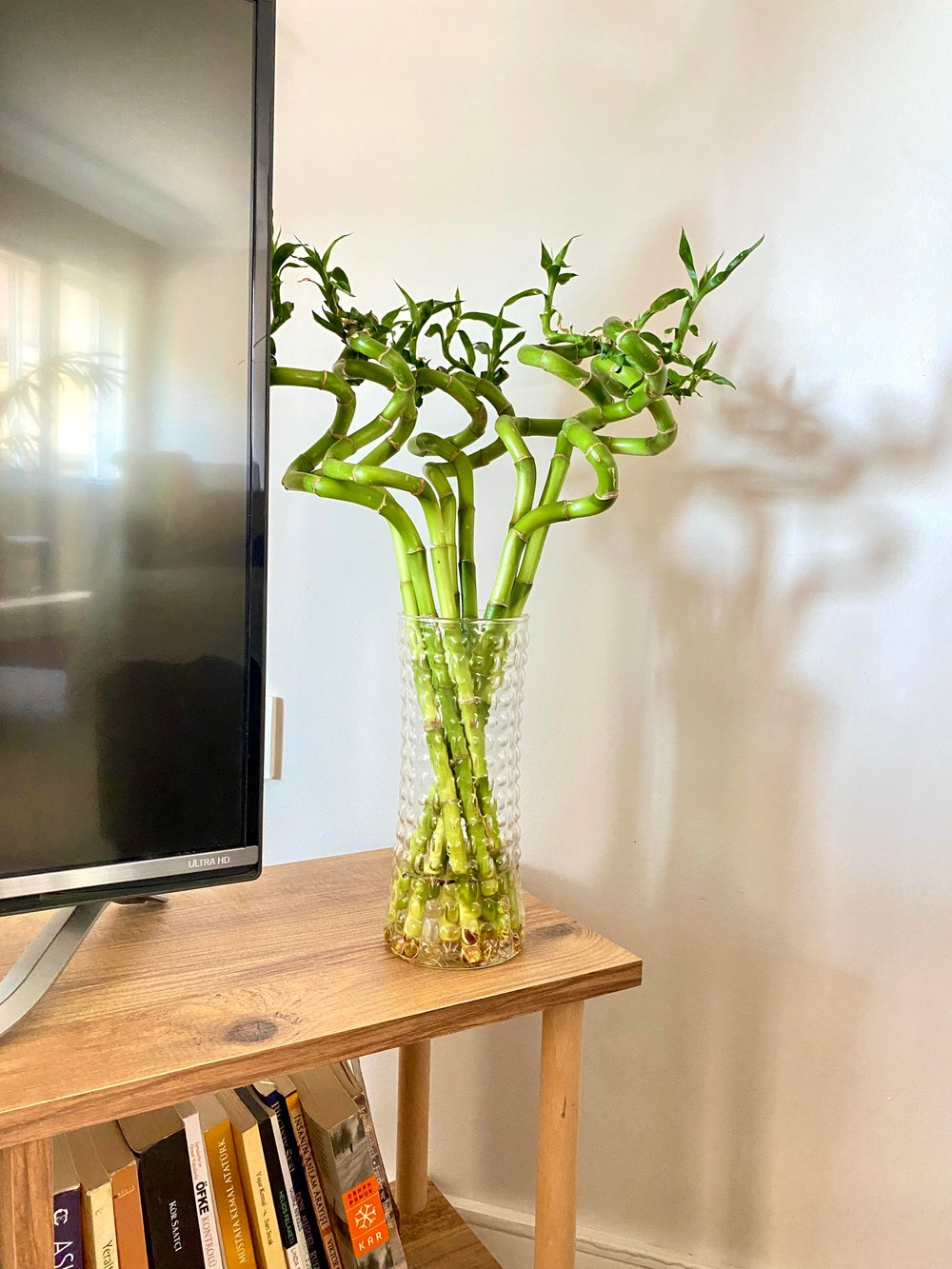 Şans Bambusu 60 - 70 cm Lucky Bamboo - Canlı Bambu Çiçeği