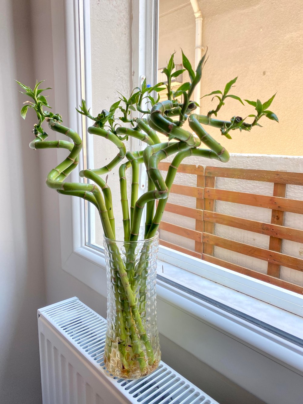 Şans Bambusu 60 - 70 cm Lucky Bamboo - Canlı Bambu Çiçeği