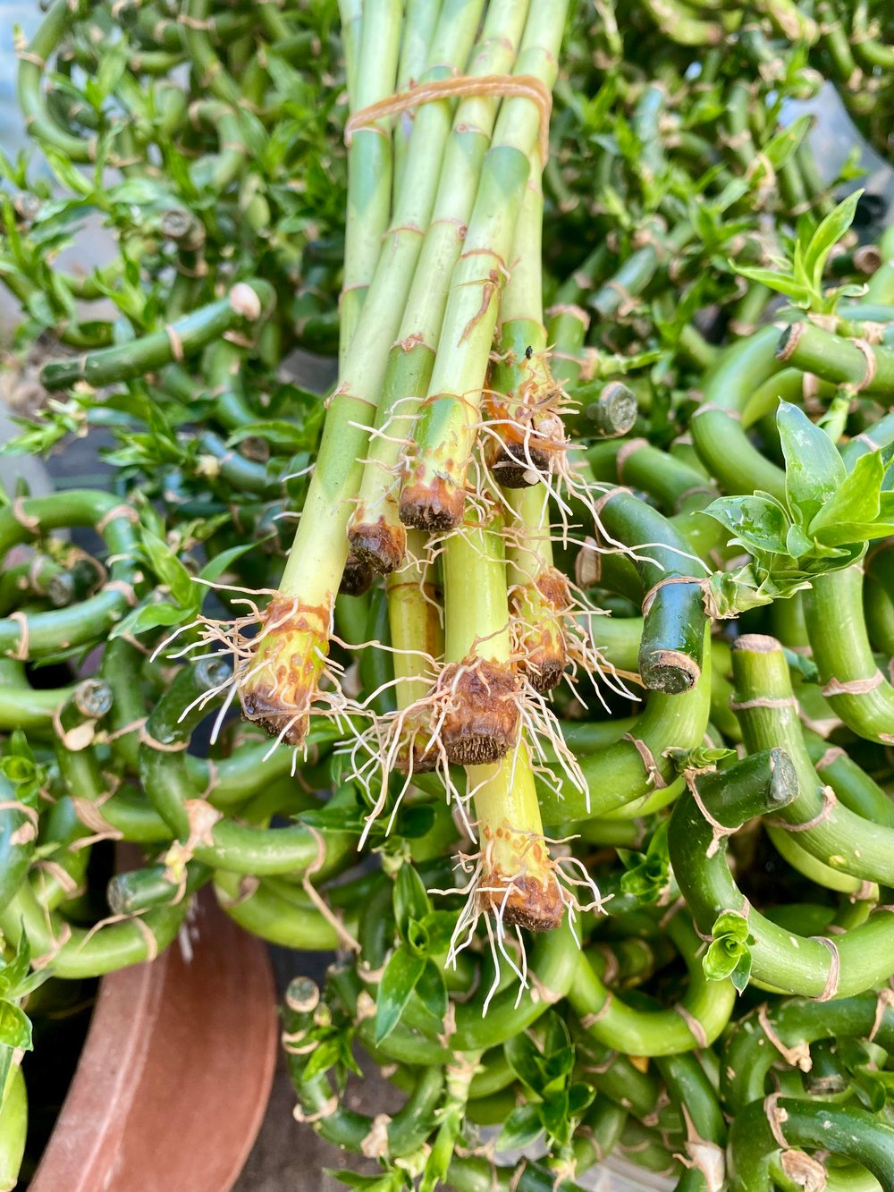 Şans Bambusu 60 - 70 cm Lucky Bamboo - Canlı Bambu Çiçeği