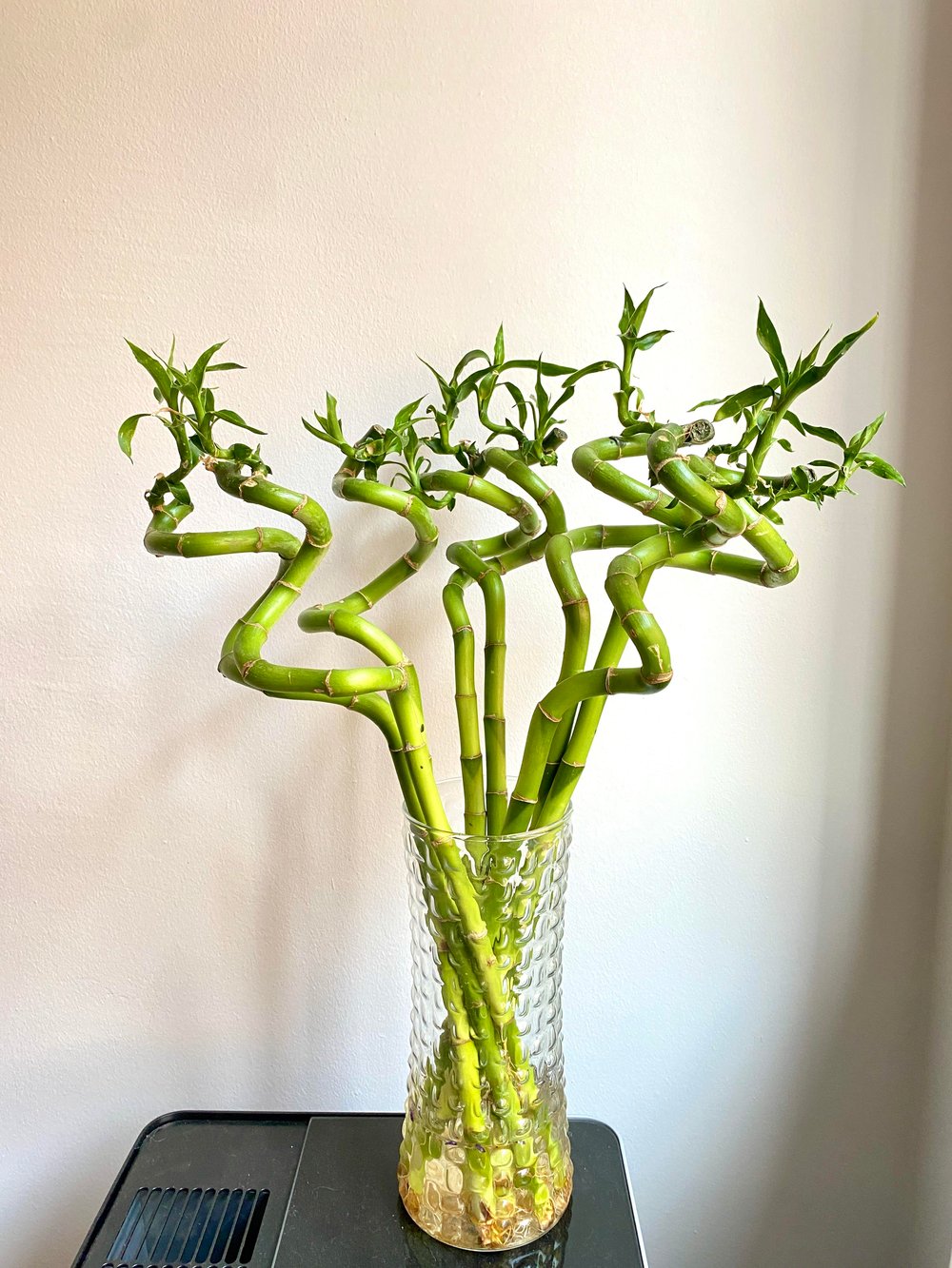 Şans Bambusu 60 - 70 cm Lucky Bamboo - Canlı Bambu Çiçeği