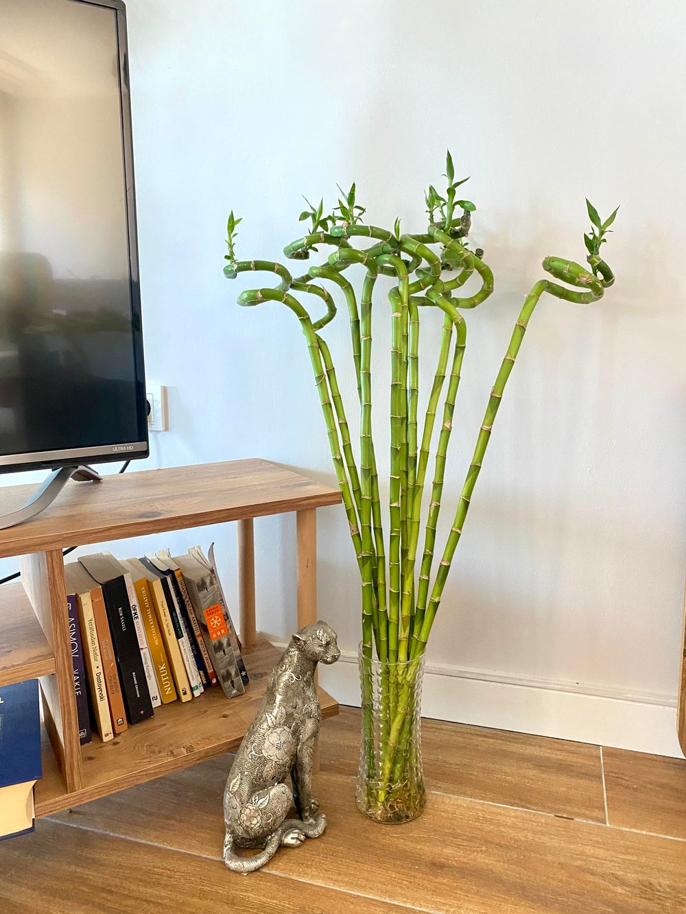 Şans Bambusu 100-110 cm Büyük Boy Bambu Çiçeği