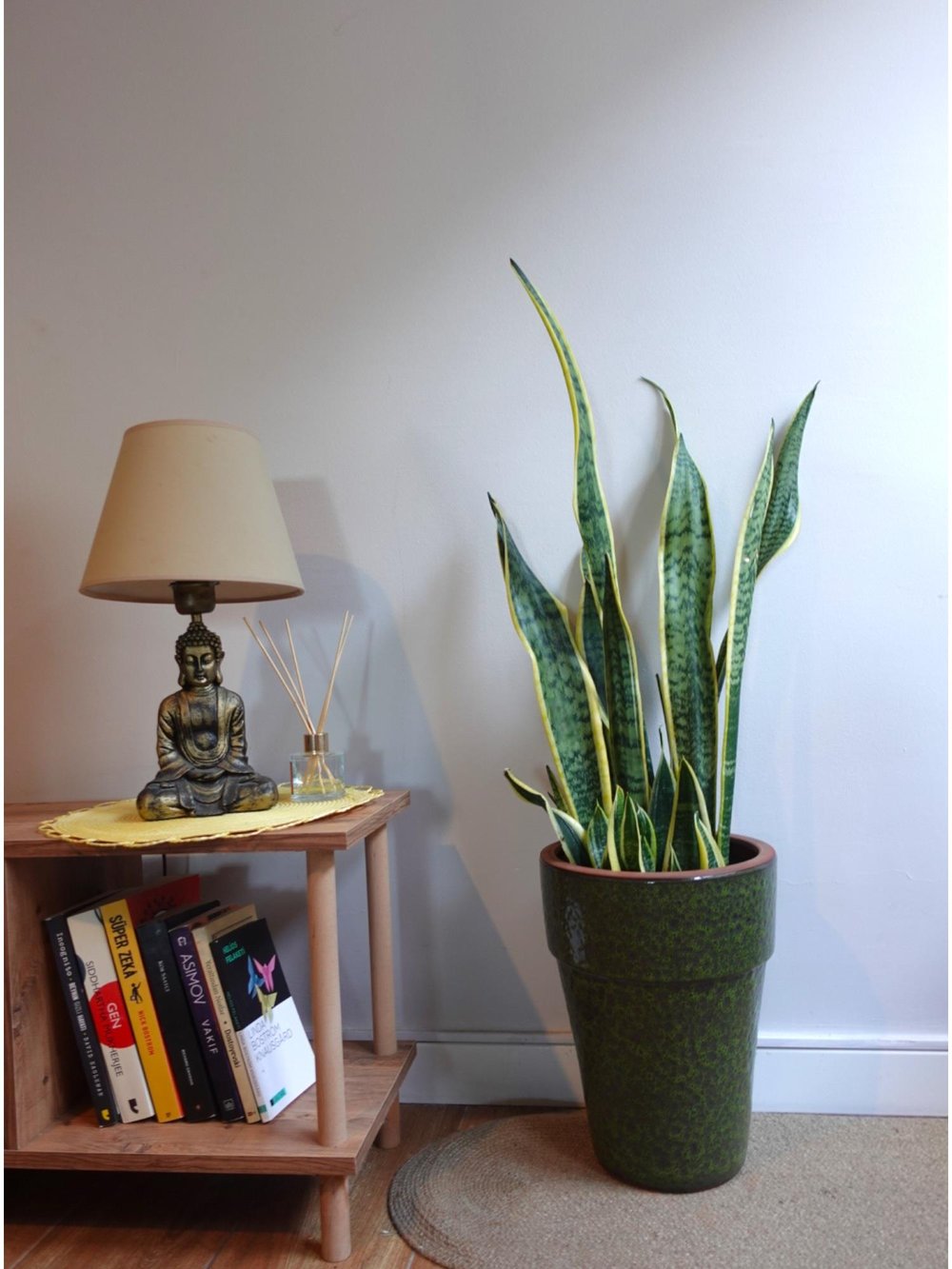 Sansevieria Trifasciata XL Büyük Boy 80 - 100 Cm (Paşa Kılıcı)