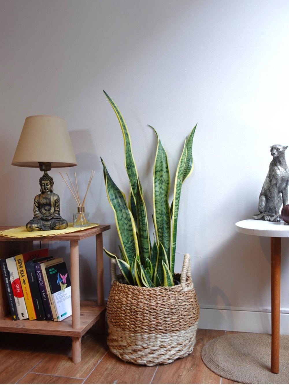 Sansevieria Trifasciata XL Büyük Boy 80 - 100 Cm (Paşa Kılıcı)