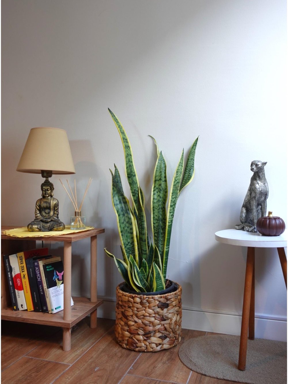 Sansevieria Trifasciata XL Büyük Boy 80 - 100 Cm (Paşa Kılıcı)