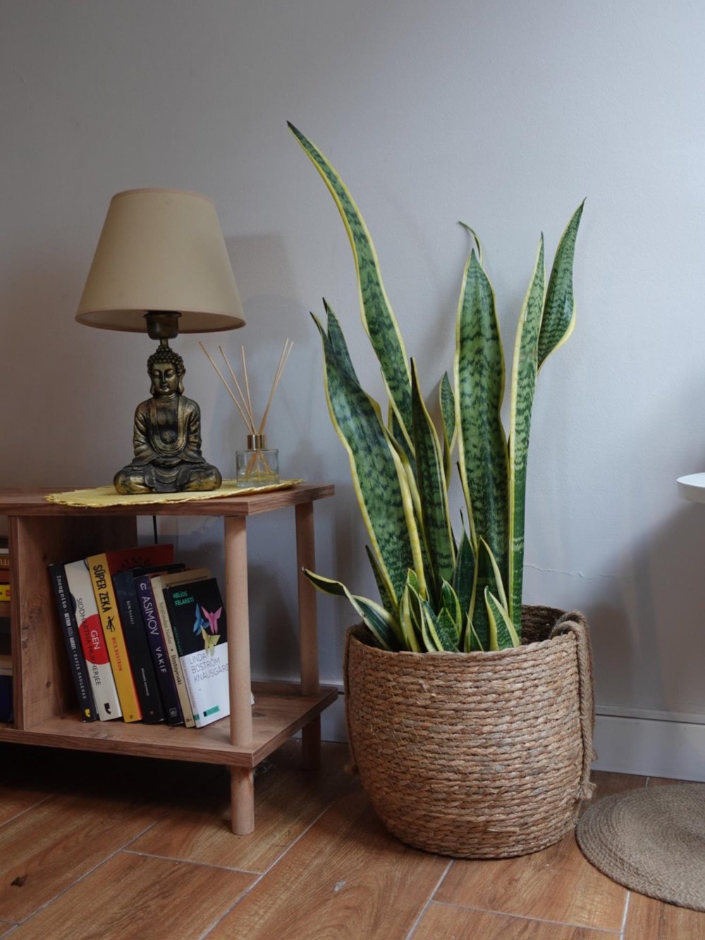 Sansevieria Trifasciata XL Büyük Boy 80 - 100 Cm (Paşa Kılıcı)