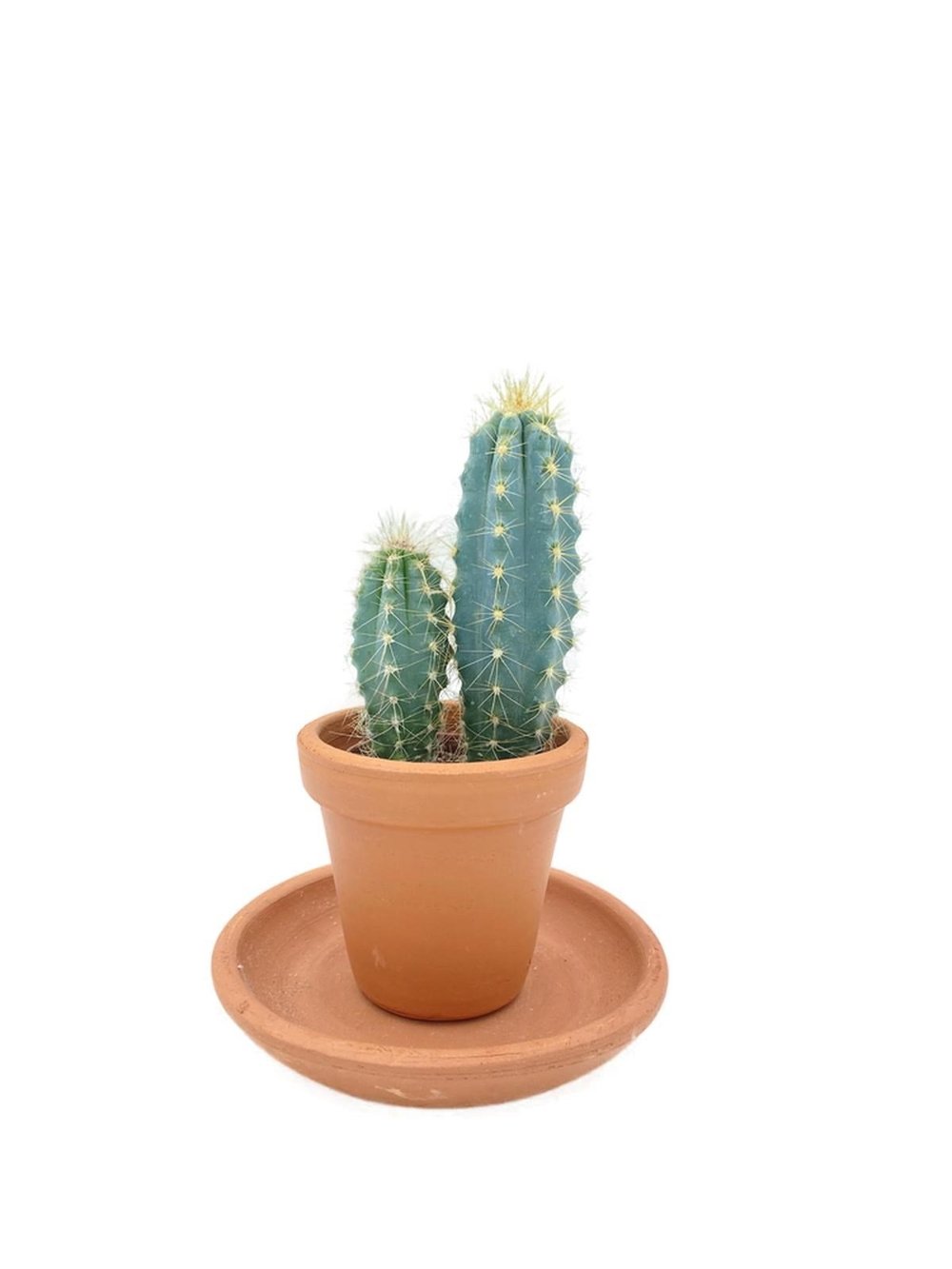 Pilosocereus Azureus Sütun Kaktüs 