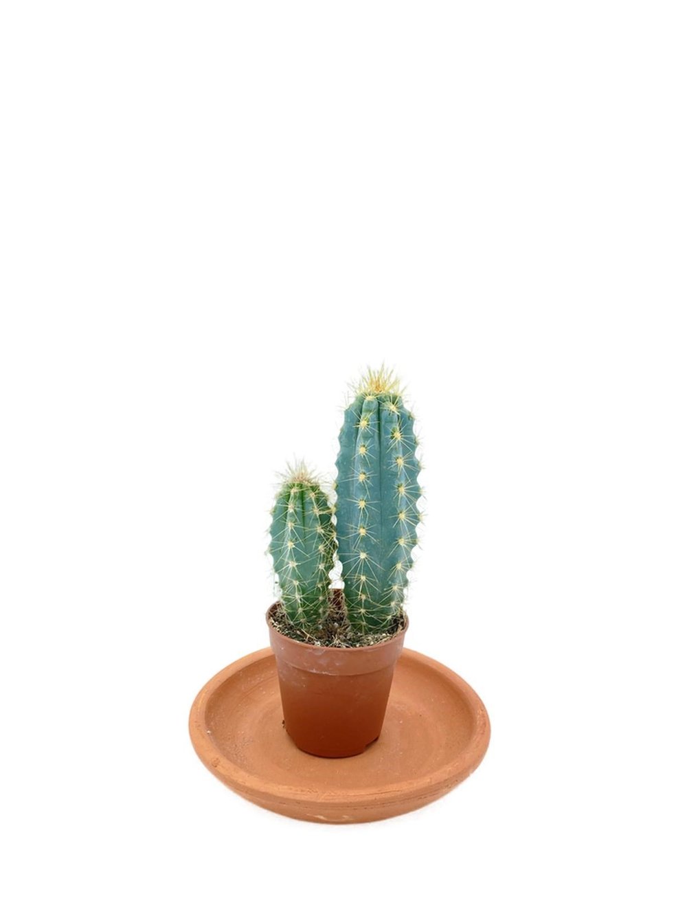 Pilosocereus Azureus Sütun Kaktüs 