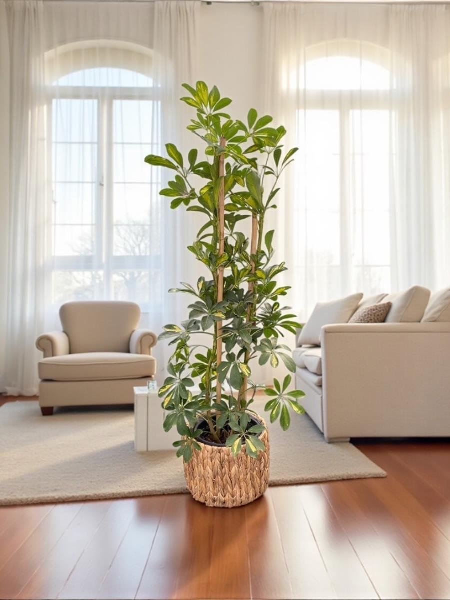 Şeflera Bitkisi 2 Gövdeli 110 - 130 Cm Schefflera Arboricola