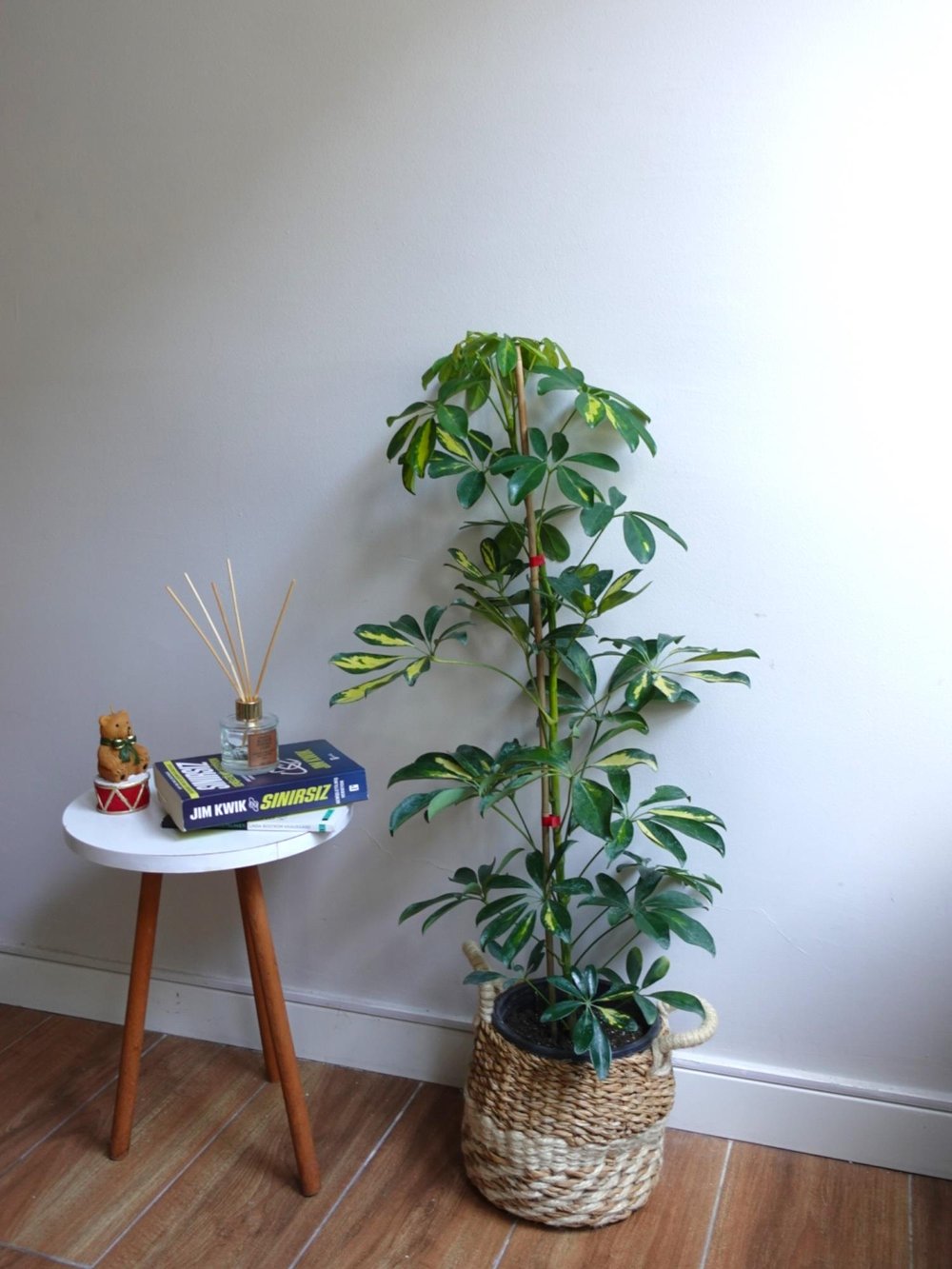 Şeflera Bitkisi (Tek Gövde) Schefflera Arboricola