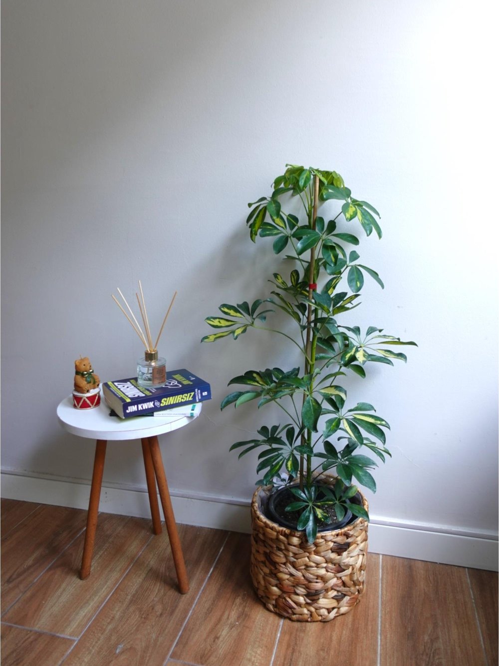 Şeflera Bitkisi (Tek Gövde) Schefflera Arboricola