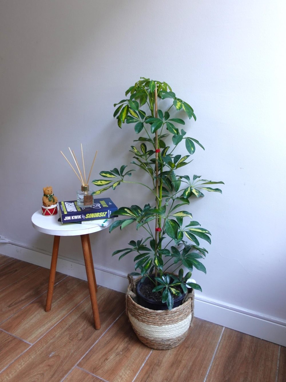 Şeflera Bitkisi (Tek Gövde) Schefflera Arboricola