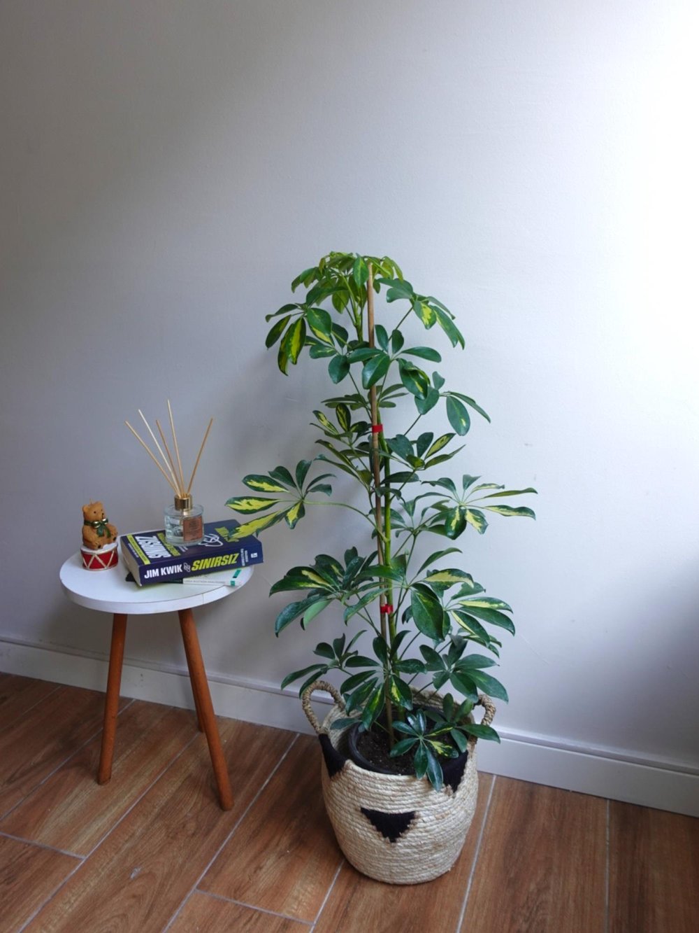 Şeflera Bitkisi (Tek Gövde) Schefflera Arboricola