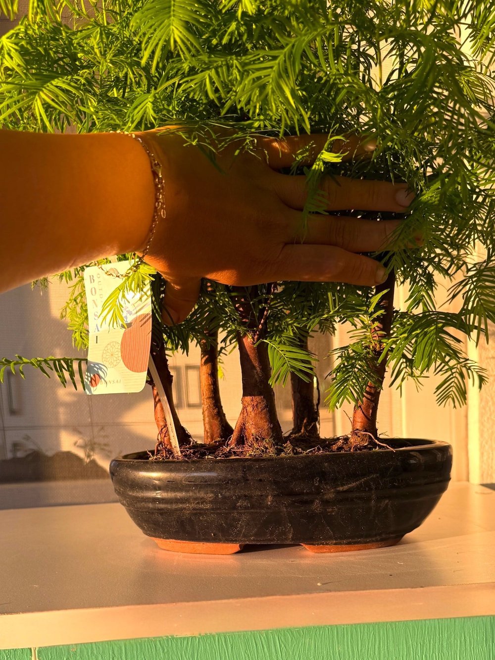 Sekoya Bonsai (Metasequoia) Su Ladini – Seramik Saksısında Zamansız Bir Orman Esintisi 🌳