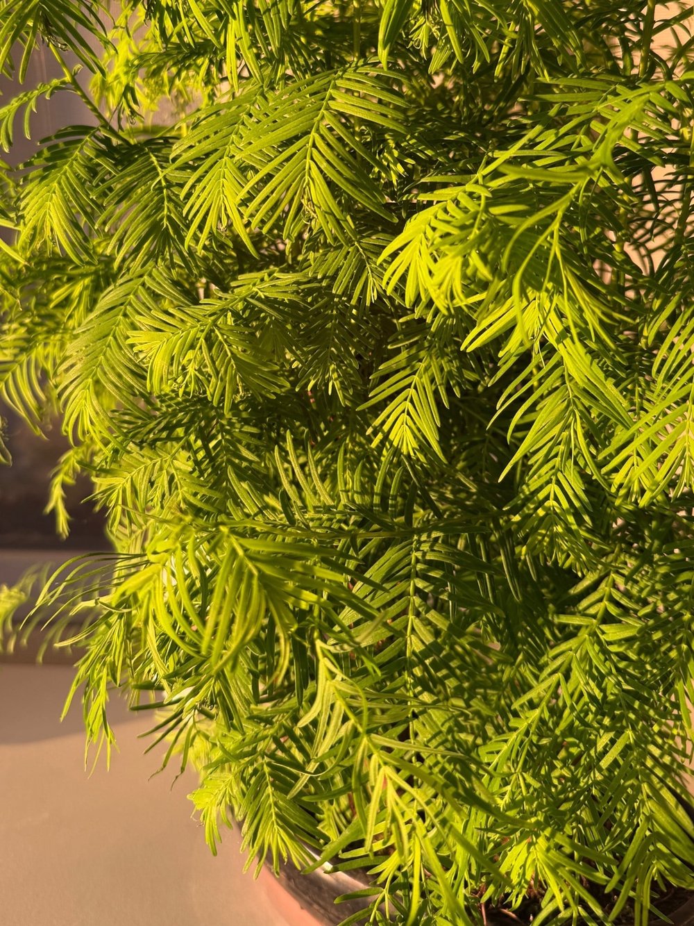 Sekoya Bonsai (Metasequoia) Su Ladini – Seramik Saksısında Zamansız Bir Orman Esintisi 🌳