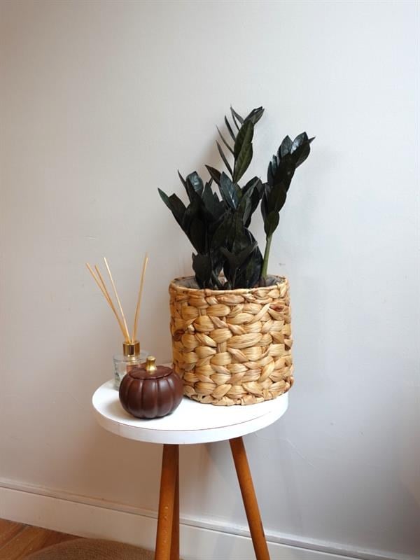 Siyah Zamia Raven 70-80 cm  (Zamioculcas) – Doğanın Siyah İncisi 🖤