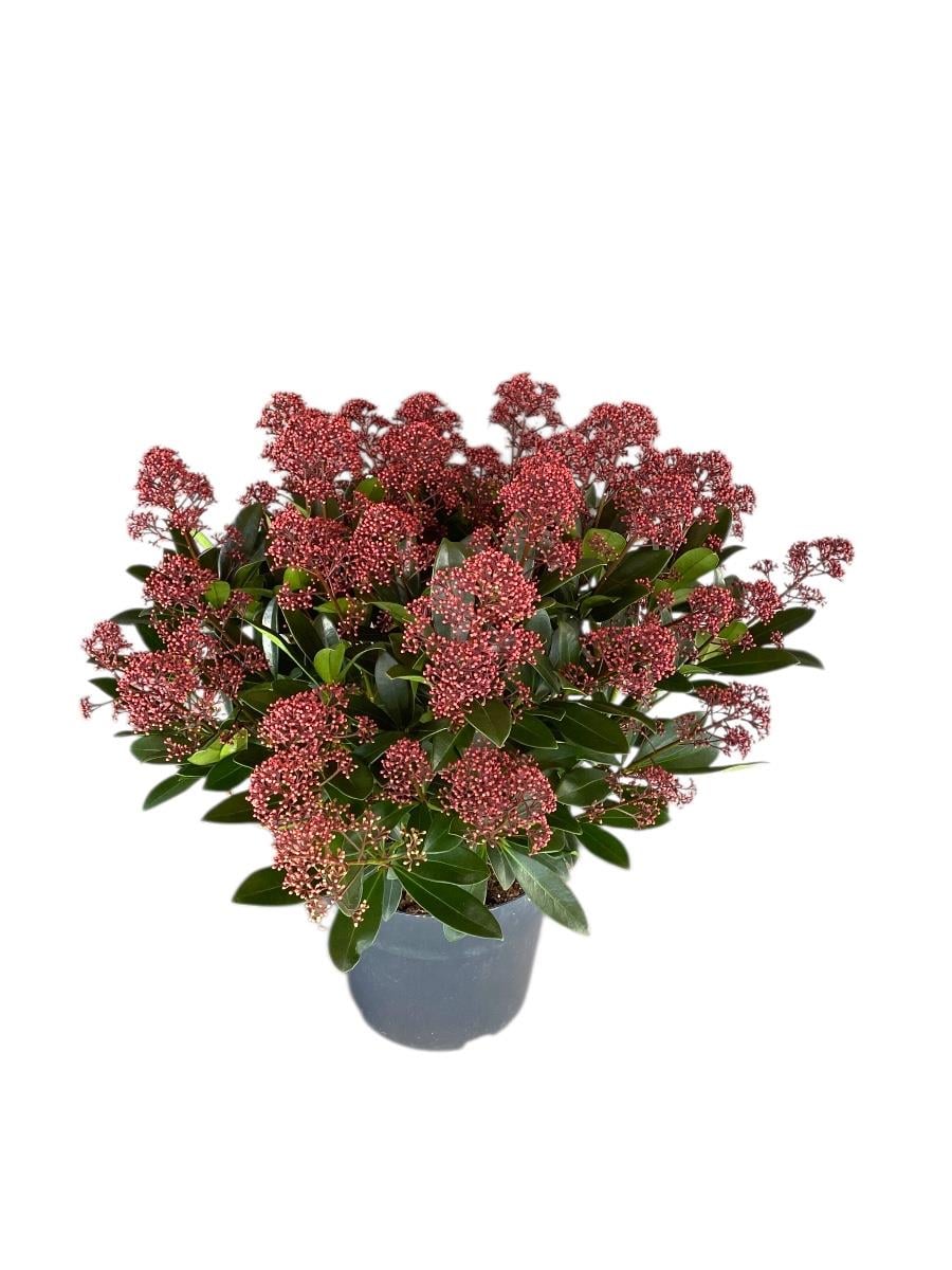 Skimmia Japonica Rubelle XL Büyük Boy Kırmızı Köpük Çalısı