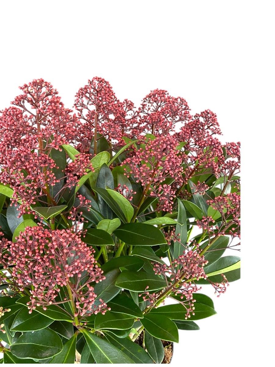 Skimmia Japonica Rubelle XL Büyük Boy Kırmızı Köpük Çalısı
